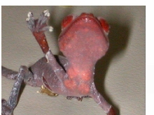 Hatchling U. phantasticus