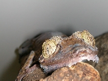 Uroplatus fimbriatus