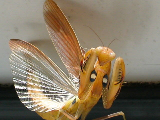 mantis religiosa