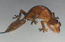 U.phantasticus