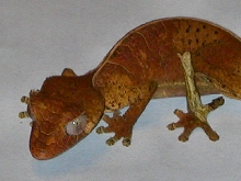 U.phantasticus
