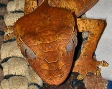 U.phantasticus