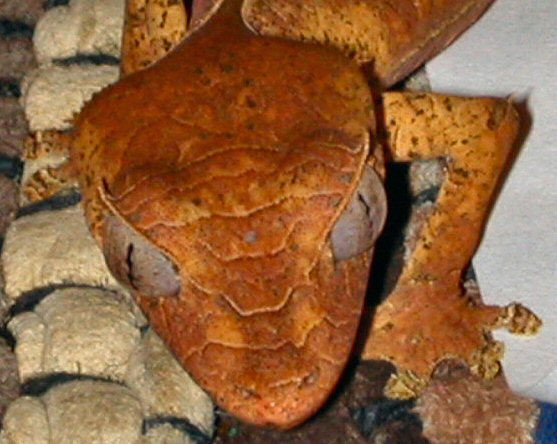 U.phantasticus