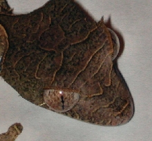 U.phantasticus