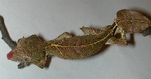 U.phantasticus