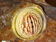 U.fimbriatus