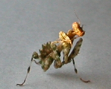 B.mendica