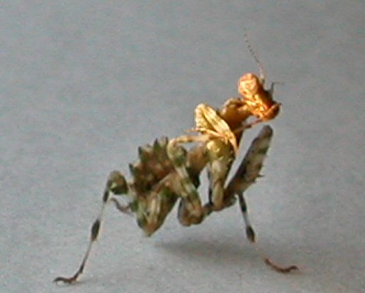 B.mendica