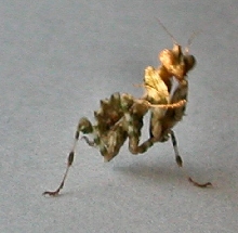 B.mendica
