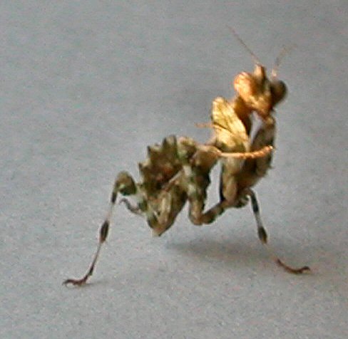 B.mendica
