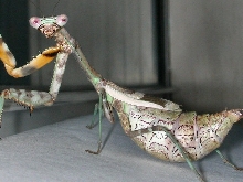 Budwing mantid
