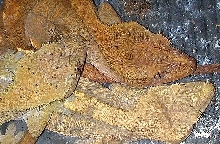 Crested gecko pile