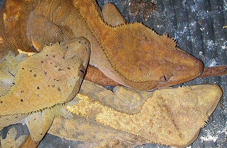 Crested gecko pile
