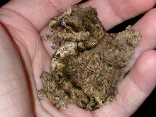 Uroplatus