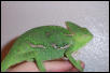 Female Juvenile Veiled