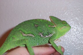 Female Juvenile Veiled