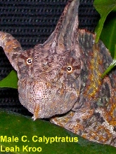 Sub Adult Male Veil