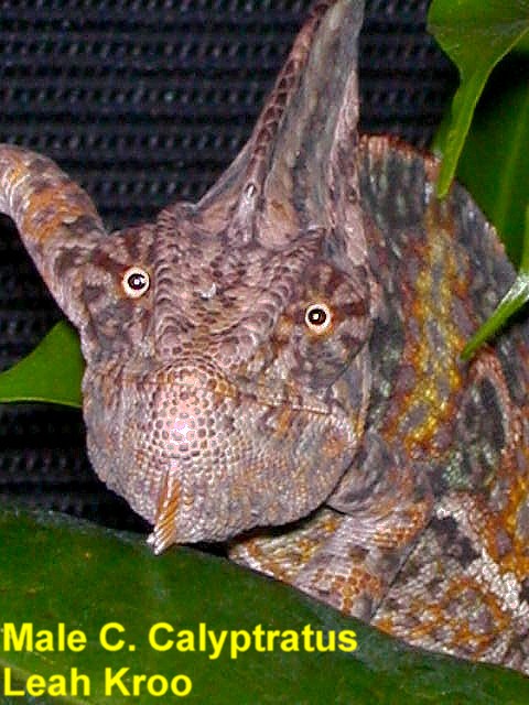 Sub Adult Male Veil