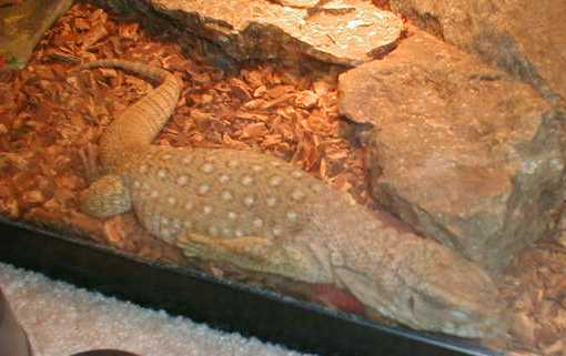 Sebastian Asleep