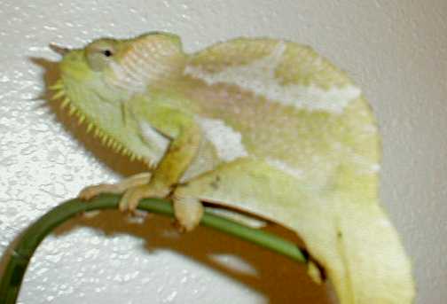 Simon