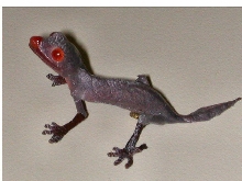 Hatchling U. phantasticus
