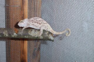 White Quad Female
