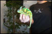 Mr. Lizard