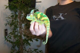 Mr. Lizard