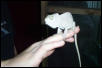 White Quad Female