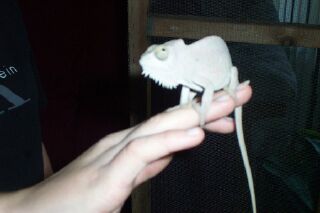 White Quad Female