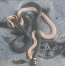 My Albino Ringneck Snake