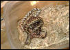 Kingsnake eating Corn Snake