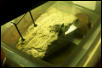 my baby Mississippi Map basking