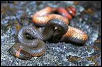 Northwestern Ringneck Snake