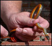 Regal Ringneck snake
