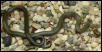 regal ringneck1from cali