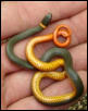regal ringneck from cali2