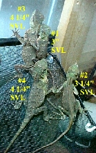 CBB MHDs females