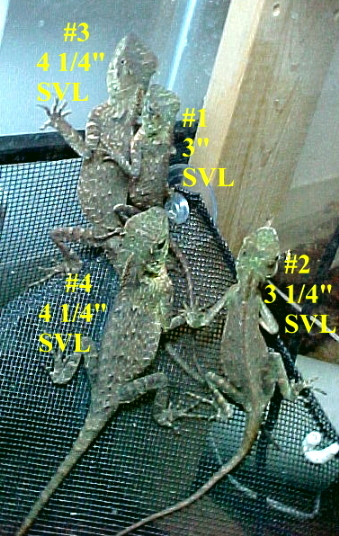 CBB MHDs females