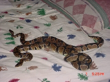 Kaa and Sophie
