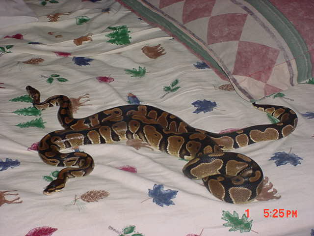 Kaa and Sophie