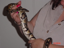 KAA