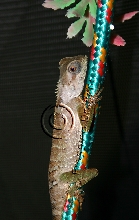 Occifer full body
