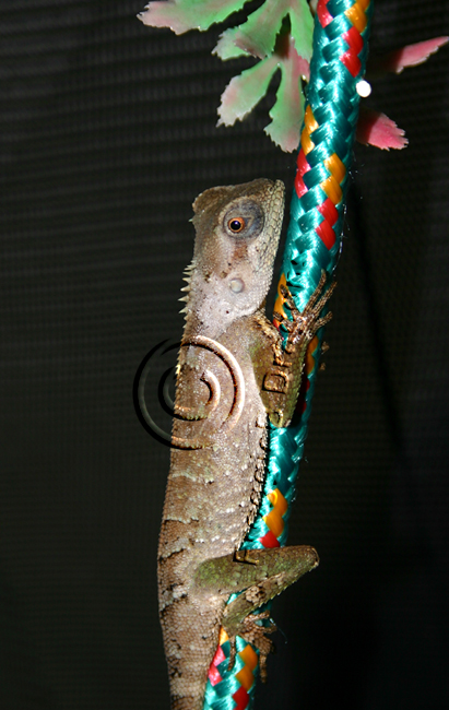 Occifer full body