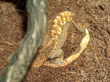 Larger Gecko