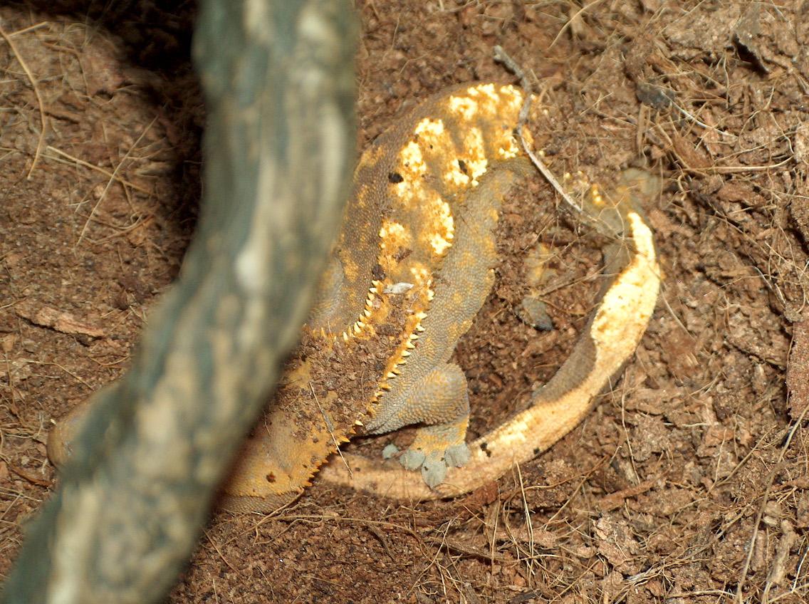 Larger Gecko