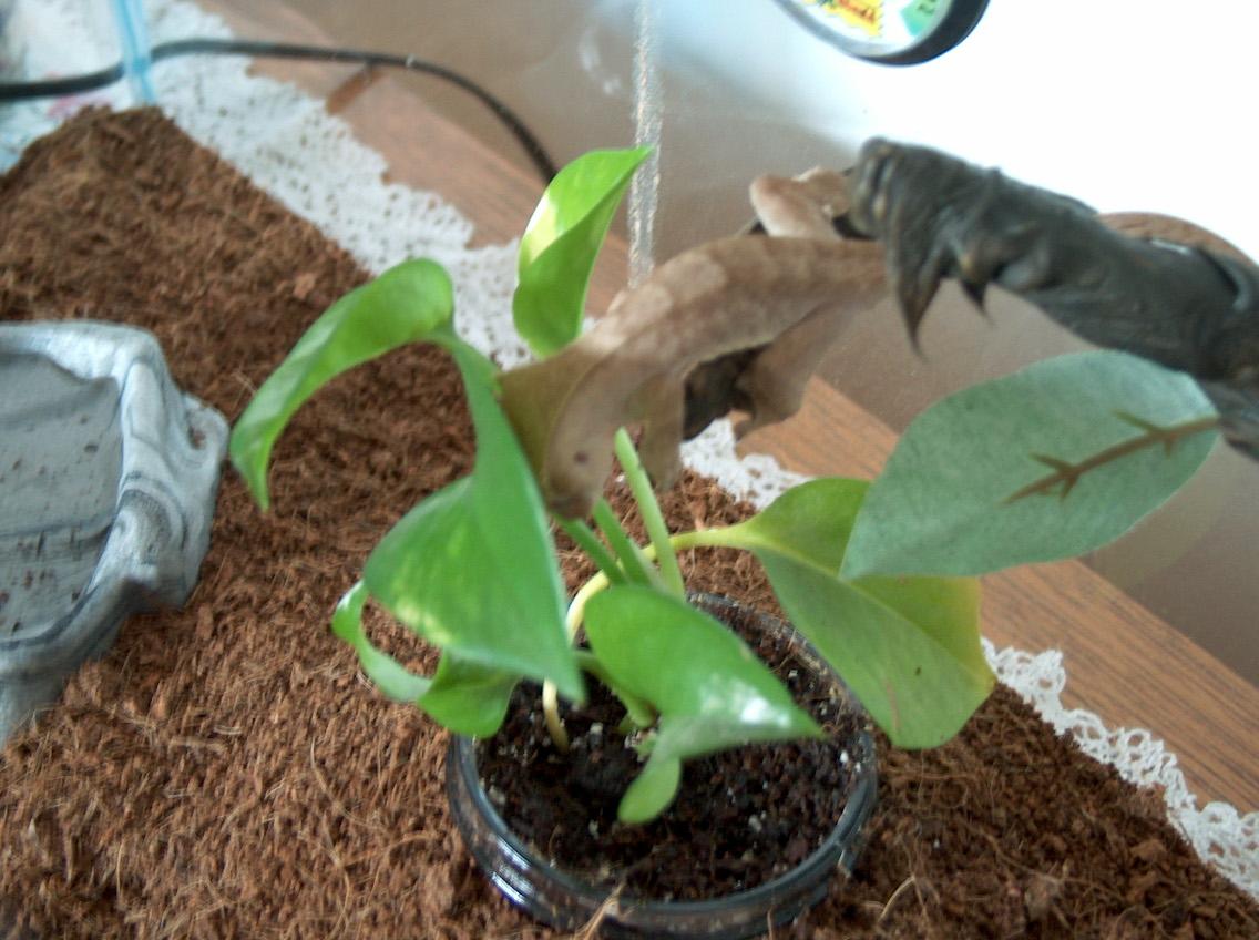New Gecko