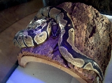 My Ball Python