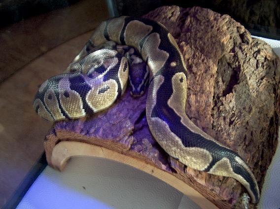 My Ball Python
