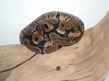Ball Python